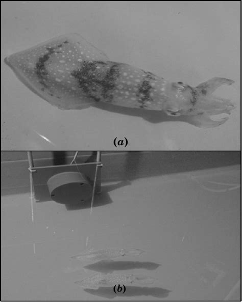 (a) Loligo pealeii showing a typical response to threat by settling at ...