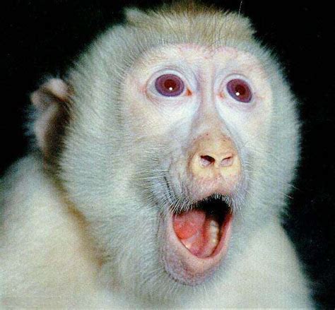 Photo | Macaque albinos