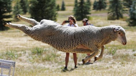 Sheep appears as if it’s flying through the air | The Weekly Times