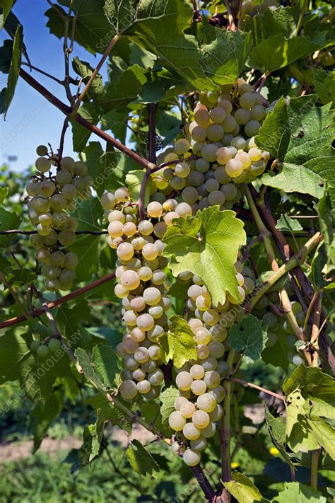 Riesling Grapes - Stock Image - C027/3396 - Science Photo Library