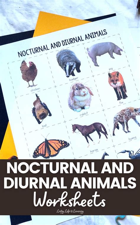 Nocturnal and Diurnal Animals Worksheets : A Fun Learning Resource