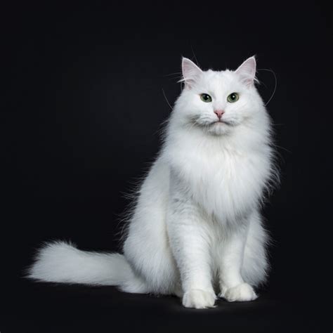 14 Beautiful White Cat Breeds With Pictures - Cats.com