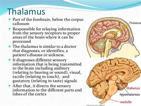 Thalamus Part of the forebrain, below the corpus callosum Responsible ...