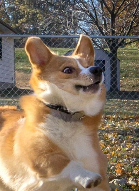 14 Funny Corgi Pics That Will Make You Smile | Page 2 of 3 | PetPress