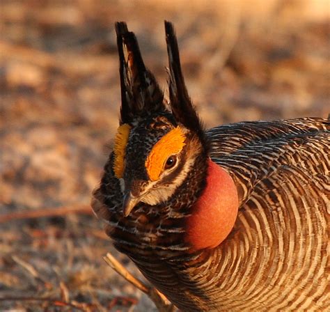 Lesser prairie chickens get less protection than they need | Endangered ...