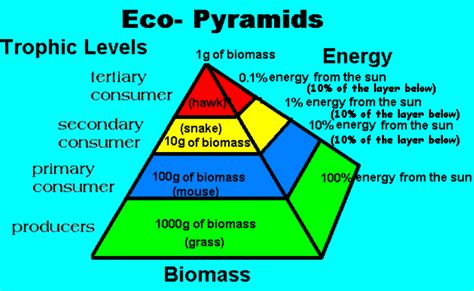 What is a trophic level, and what is the 10% rule? | Socratic