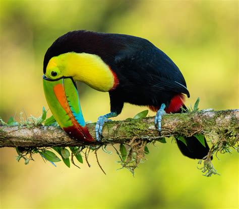 Toucan Behavioral Adaptations: How Does A Toucan Adapt To Its Environment And Survive?