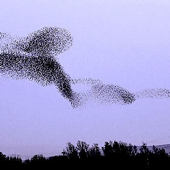 Starling murmuration 1 | Download Scientific Diagram