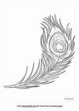 Peacock Feather Coloring Page sketch template