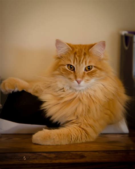 9 Reasons Why Orange Cats are the Best Cats ~ Whiskers 'n Wags