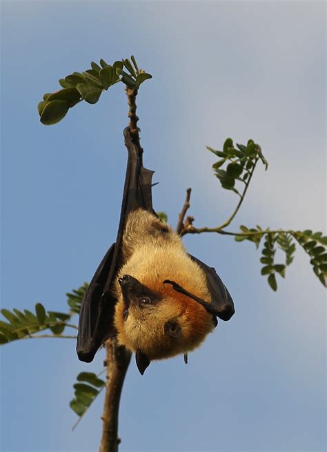 Bat hanging from a tree branch | Raphael Bick | Flickr