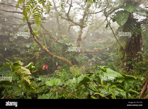 Netherlands, Windwardside, Saba Island, Dutch Caribbean. Mount Scenery ...