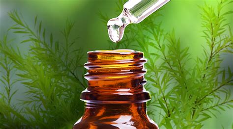 Top 10 Terrific Uses for Tea Tree Essential Oil