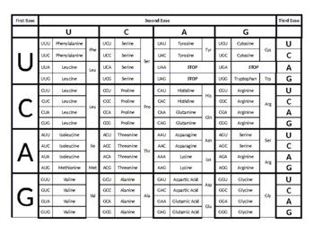 Codon Chart by Penguin Planner | TPT