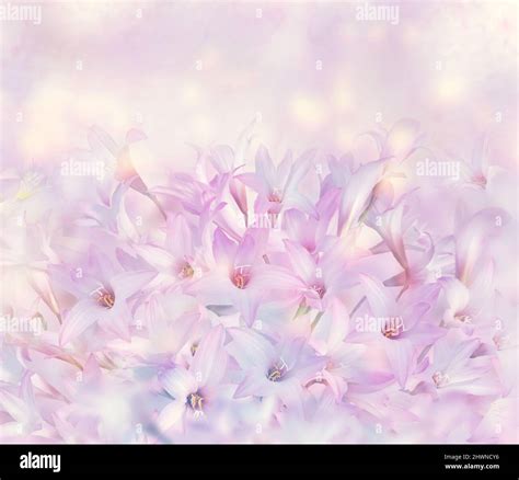 Pink rain Lily (Zephyranthes rosea) Flowers Stock Photo - Alamy