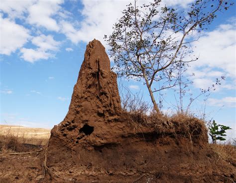 Free Images : nature, sand, rock, insect, soil, dharwad, material, invertebrate, geology, india ...