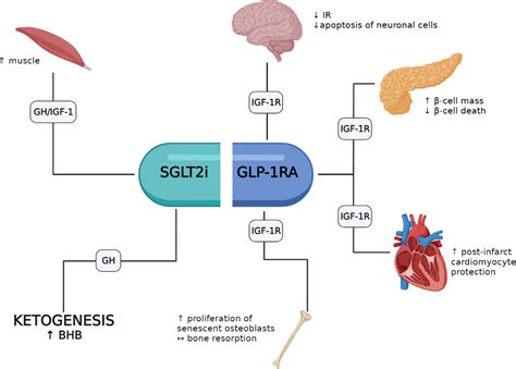 Glp 1 Receptor Agonists Mechanism Of Action