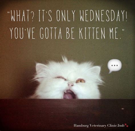 Funny Animal Wednesday Quotes