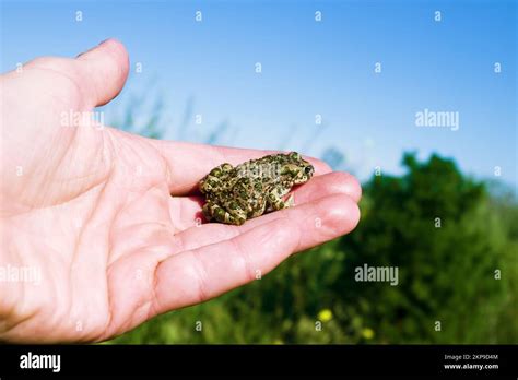 A young toad (Variable toad, Bufo viridis) lurked on a man's arm ...