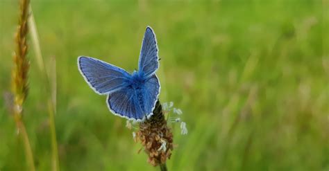 Buy tickets – Butterflies of the Estate with Carla Hill – Sandwich Bay Bird Observatory, Tue 14 ...