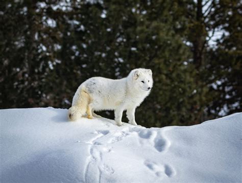 The Arctic Fox: Master of Camouflage