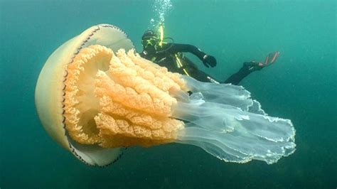Scary Human Sized Jellyfish Spotted on Camera for The First Time - YouTube