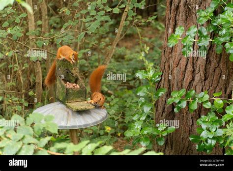 Abbey garden, tresco hi-res stock photography and images - Alamy