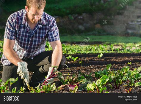 Farmer Planting Image & Photo (Free Trial) | Bigstock