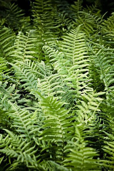 Autumn Fern Info - Learn About Growing Autumn Fern In Gardens