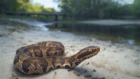 How to Identify a Water Moccasin | Sciencing