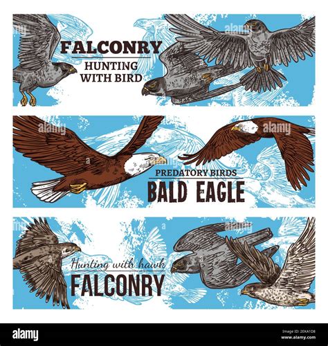 Falconry hunting with wild birds sketch banners. Vector eagles, falcons ...