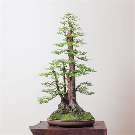 Redwood Bonsai Guide | Bonsai Mirai