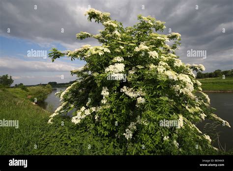 Gewone Vlier (Sambucus nigra) in bloei, Belgi Flowering Common elder tree (Sambucus nigra ...