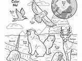 Arctic Coloring Sheets Pages sketch template