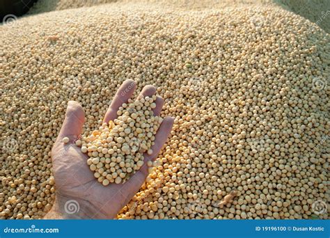 Soybean Harvest stock photo. Image of agriculture, bean - 19196100