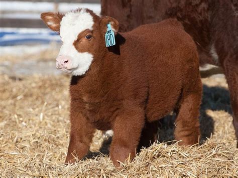 cow puppy - Imgur | Cute animals, Fluffy cows, Cute baby cow