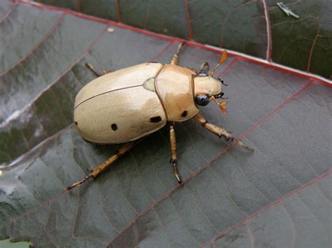 Eastern Hercules Beetle : File Eastern Hercules Beetle Jpg Wikipedia ...