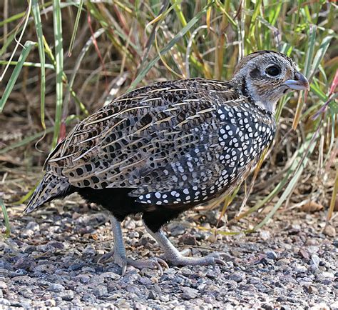 Montezuma Quail - American Bird Conservancy