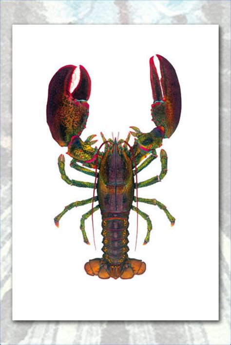 THE World Record 44 Lb. American Lobster Masterworks Limited Edition ...