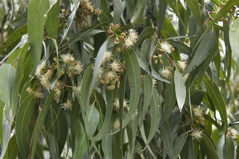 Eucalyptus maculata (Spotted Gum) Flowers & Foliage, Drysd… | Flickr