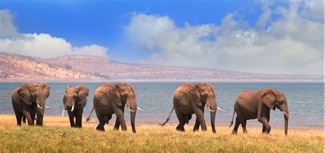 Older Male Elephants Help Keep Younger Males Calm