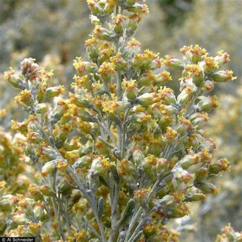 Big Sagebrush Seeds artemisia Tridentata 200seeds | Etsy