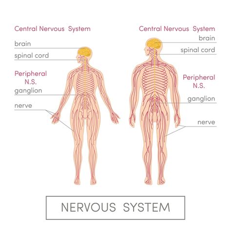 Central Nervous System: Definition, Function, Parts | Biology Dictionary