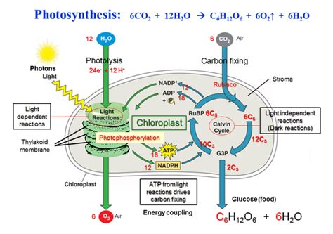 Two Stages Of Photosynthesis