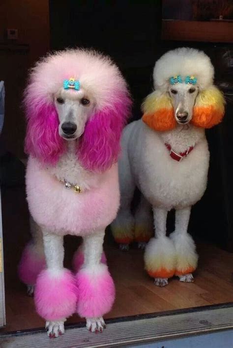 Pin by iv filtcheva on photos | Dog grooming, Poodle haircut, Poodle