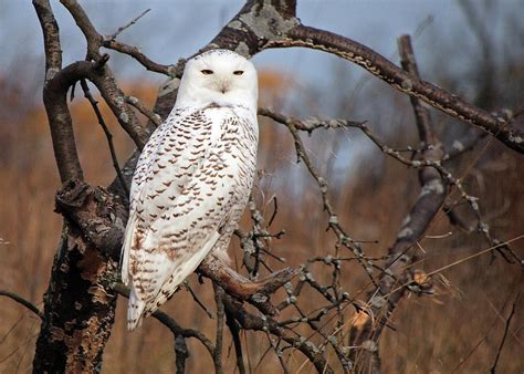 Snowy Owl Photograph by Copyright John Picken - Fine Art America