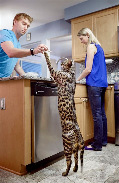 Gigantic feline with ridiculously long legs is the tallest pet cat in ...