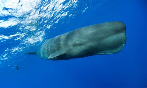 A moment that changed me – looking a sperm whale in the eye | Philip ...