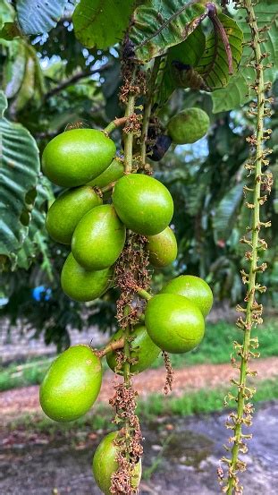 The Matoa Tree Is Bearing Fruit In A Beautiful Garden Stock Photo - Download Image Now - iStock