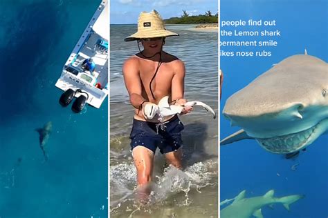 Shark Week: Top 3 bite-sized shark videos of the week on TikTok